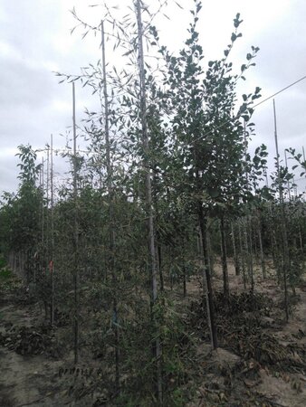 Alnus glutinosa 'Imperialis' 6-8 cm wortelgoed geveerd - afbeelding 4