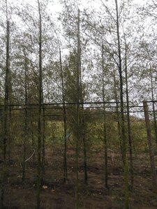 Alnus glutinosa 'Imperialis' 6-8 cm BR feathered - image 7