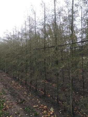Alnus glutinosa 'Imperialis' 8-10 cm wortelgoed geveerd - afbeelding 7