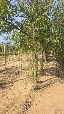 Alnus glutinosa 'Imperialis' 8-10 cm wortelgoed geveerd - afbeelding 4