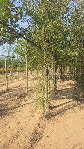 Alnus glutinosa 'Imperialis' 8-10 cm wortelgoed geveerd - afbeelding 4