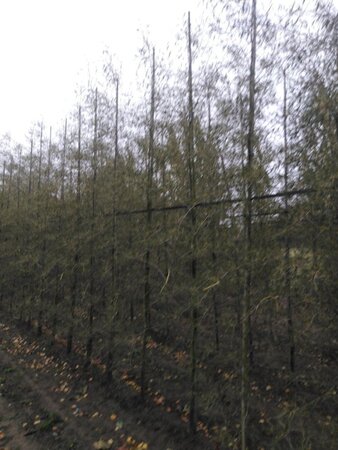 Alnus glutinosa 'Imperialis' 8-10 cm wortelgoed geveerd - afbeelding 8