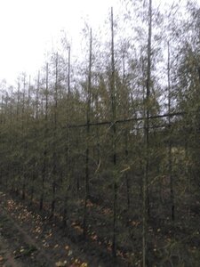 Alnus glutinosa 'Imperialis' 8-10 cm wortelgoed geveerd - afbeelding 8