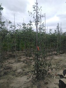 Alnus glutinosa 'Laciniata' 6-8 cm wortelgoed geveerd - afbeelding 7