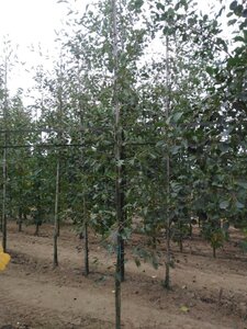 Alnus glutinosa 'Laciniata' 6-8 cm wortelgoed geveerd - afbeelding 6