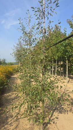 Alnus glutinosa 'Laciniata' 8-10 cm BR feathered - image 6