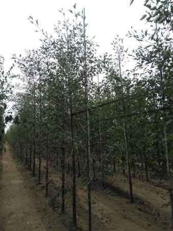 Alnus glutinosa 'Laciniata' 8-10 cm BR feathered - image 7
