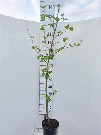 Alnus glutinosa 100-140 cm cont. 4,0L