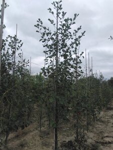 Alnus glutinosa 10-12 cm wortelgoed geveerd - afbeelding 5