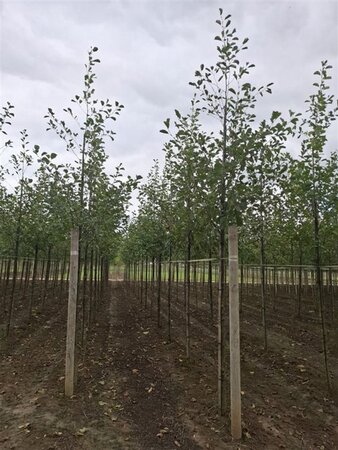 Alnus glutinosa 12-14 Hoogstam wortelgoed 2 X verplant - afbeelding 2