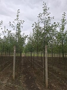 Alnus glutinosa 12-14 Hoogstam wortelgoed 2 X verplant - afbeelding 2