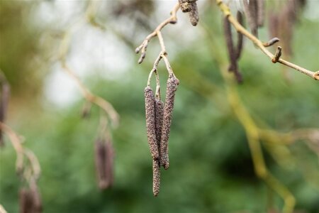 Alnus glutinosa 12-14 Hoogstam wortelgoed 2 X verplant - afbeelding 6