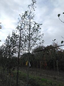 Alnus glutinosa 12-14 Hoogstam wortelgoed 2 X verplant