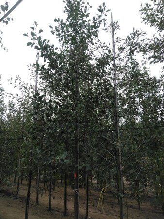Alnus glutinosa 12-14 cm wortelgoed geveerd 2 X verplant - afbeelding 2