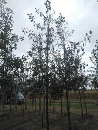 Alnus glutinosa 12-14 cm BR feathered 2 X V - image 3