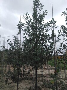 Alnus glutinosa 12-14 cm BR feathered 2 X V