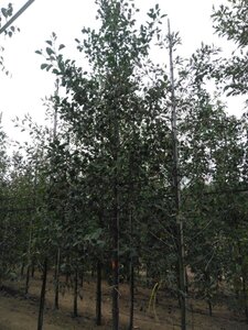 Alnus glutinosa 12-14 cm BR feathered 2 X V - image 2