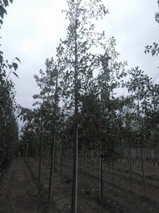 Alnus glutinosa 14-16 cm wortelgoed geveerd 3 X verplant