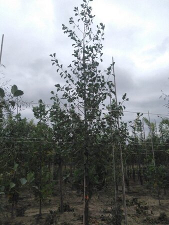 Alnus glutinosa 16-18 Hoogstam draadkluit 3 X verplant - afbeelding 5