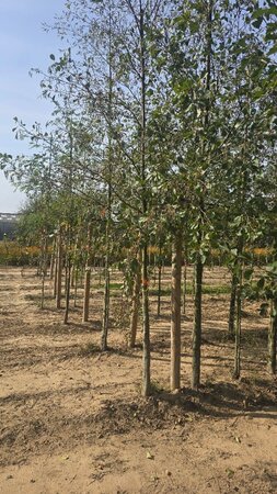 Alnus glutinosa 16-18 Hoogstam draadkluit 3 X verplant - afbeelding 6