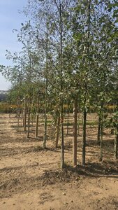 Alnus glutinosa 16-18 Hoogstam draadkluit 3 X verplant - afbeelding 6
