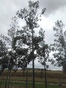 Alnus glutinosa 16-18 Hoogstam draadkluit 3 X verplant - afbeelding 8