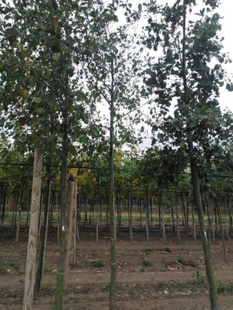 Alnus glutinosa 16-18 Hoogstam draadkluit 3 X verplant - afbeelding 7
