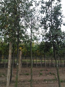 Alnus glutinosa 16-18 Hoogstam draadkluit 3 X verplant - afbeelding 7