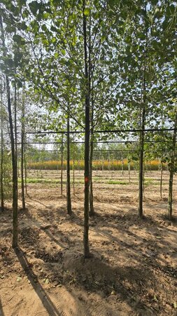 Alnus glutinosa 18-20 Hoogstam draadkluit 3 X verplant - afbeelding 7