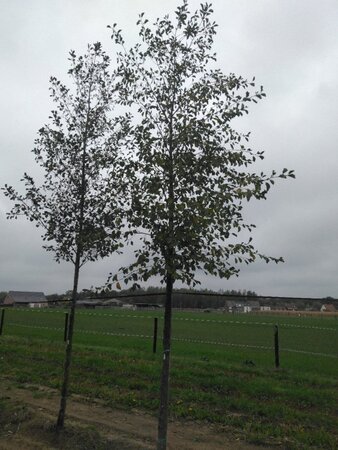 Alnus glutinosa 20-25 Hoogstam draadkluit 3 X verplant - afbeelding 3
