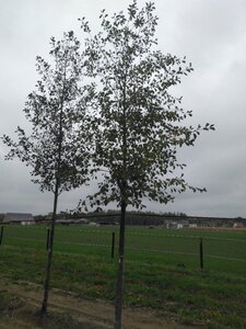 Alnus glutinosa 20-25 Hoogstam draadkluit 3 X verplant - afbeelding 3