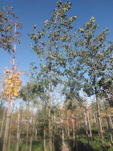 Alnus glutinosa 20-25 STA WRB 3 X V - image 7