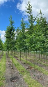 Alnus glutinosa 25-30 Hoogstam draadkluit 3 X verplant - afbeelding 4