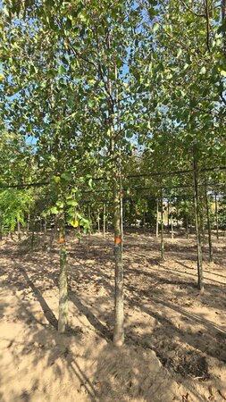 Alnus glutinosa 25-30 Hoogstam draadkluit 3 X verplant - afbeelding 1