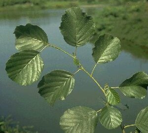 Alnus glutinosa 300-350 cm draadkluit meerstammig - afbeelding 3