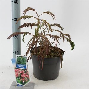 Albizia julibr. Ombrella 70-80 cm cont. 3,0L met stok