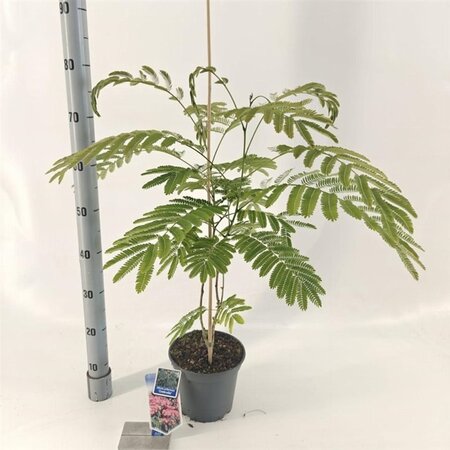 Albizia julibr. Ombrella 70-80 cm cont. 3,0L met stok - afbeelding 4
