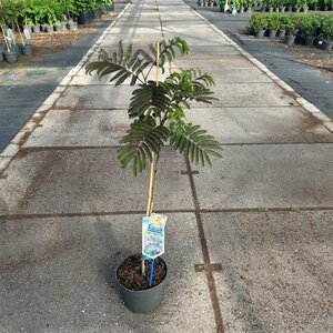 Albizia julibr. 'Summer Chocolate' 70-80 cm cont. 3,0L met stok