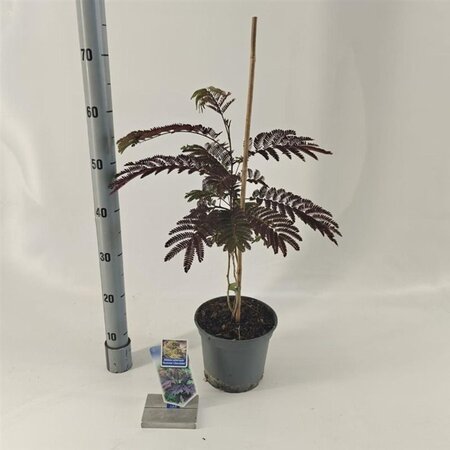 Albizia julibr. 'Summer Chocolate' 70-80 cm cont. 3,0L met stok - afbeelding 2