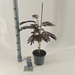 Albizia julibr. 'Summer Chocolate' 70-80 cm cont. 3,0L met stok - afbeelding 2