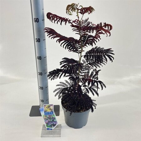 Albizia julibr. 'Summer Chocolate' 70-80 cm cont. 3,0L met stok - afbeelding 3