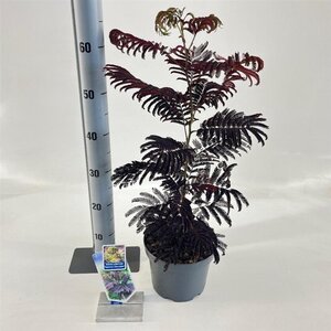 Albizia julibr. 'Summer Chocolate' 70-80 cm cont. 3,0L met stok - afbeelding 3