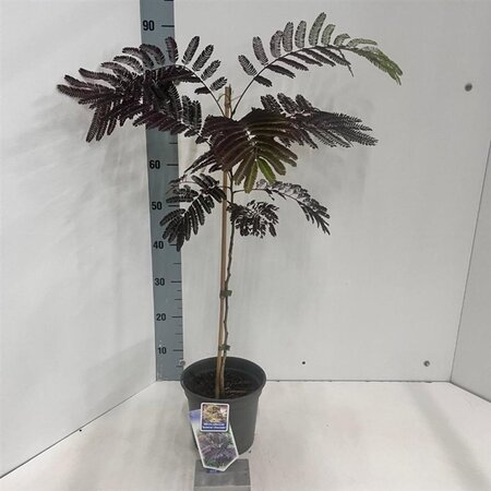 Albizia julibr. 'Summer Chocolate' 70-80 cm cont. 3,0L met stok - afbeelding 4