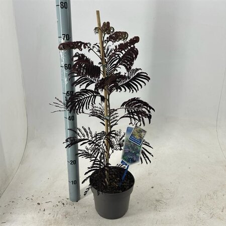 Albizia julibr. 'Summer Chocolate' 70-80 cm cont. 3,0L met stok - afbeelding 5