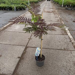Albizia julibr. 'Summer Chocolate' 70-80 cm cont. 3,0L met stok - afbeelding 6