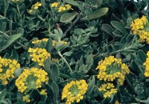 Alyssum montanum 'Berggold' geen maat specificatie 0,55L/P9cm - afbeelding 4