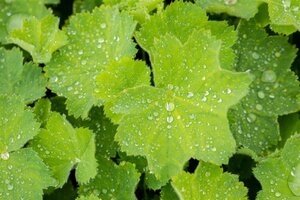 Alchemilla mollis geen maat specificatie 0,55L/P9cm