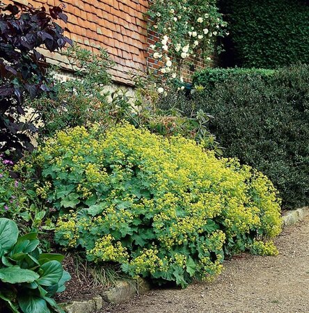 Alchemilla mollis geen maat specificatie 0,55L/P9cm - afbeelding 8