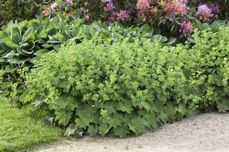 Alchemilla mollis geen maat specificatie 0,55L/P9cm - afbeelding 15