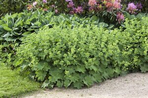 Alchemilla mollis geen maat specificatie 0,55L/P9cm - afbeelding 15
